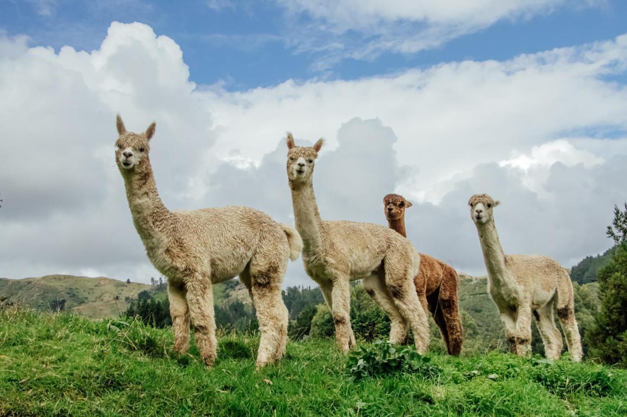 باراباراومو Luxury Stay, Alpaca Farm المظهر الخارجي الصورة